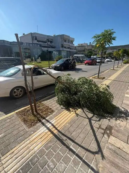 δέντρο στην οδό Άργους Ναύπλιο
