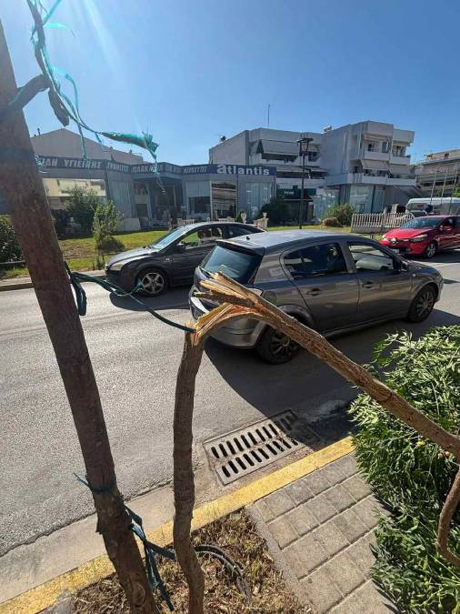 δέντρο στην οδό Άργους Ναύπλιο