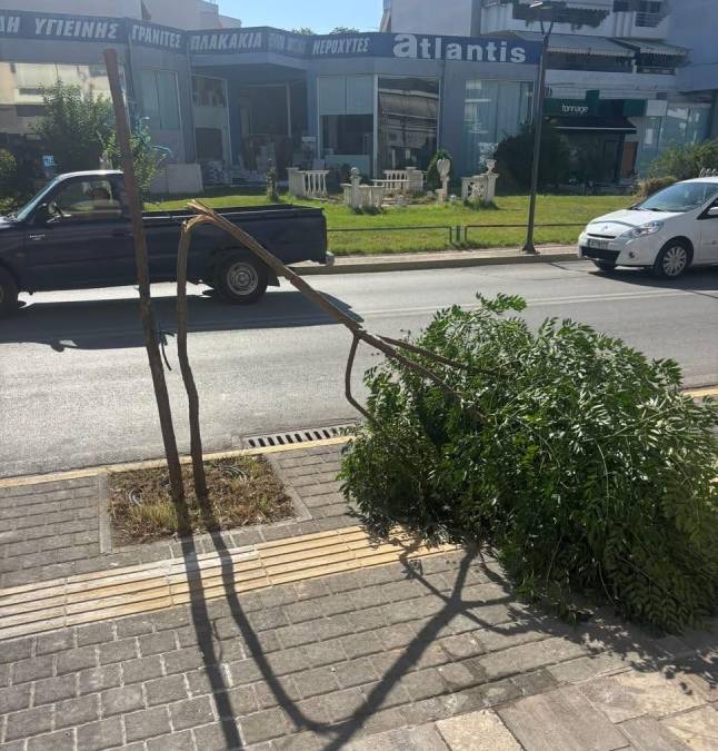 δέντρο στην οδό Άργους Ναύπλιο