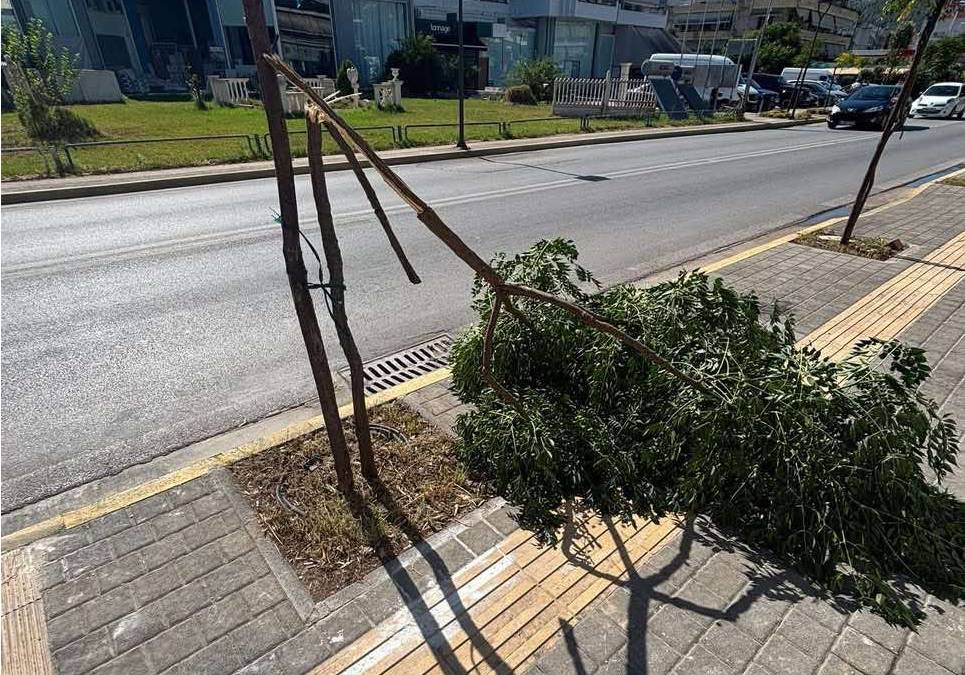 Ναύπλιο: Έσπασε από τον αέρα νεοφυτεμένο δέντρο στην οδό Άργους