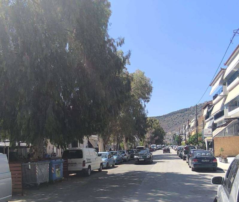 κλάδεμα δέντρα Αιγίου