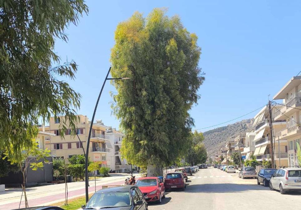 κλάδεμα δέντρα Αιγίου