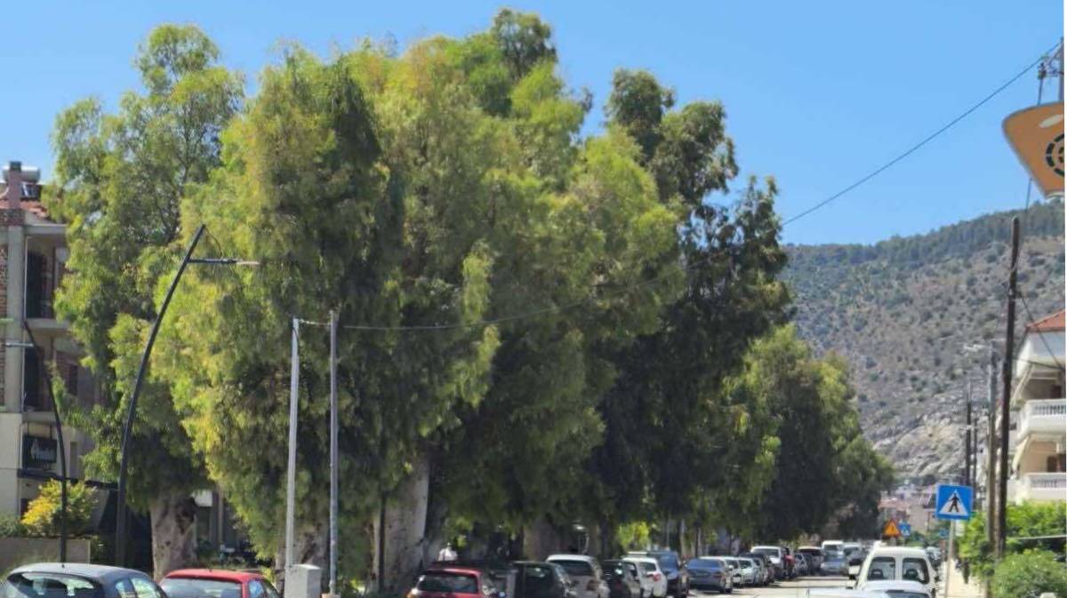 Ναύπλιο: Ξεκινάνε εργασίες κλαδέματος στην Αιγίου
