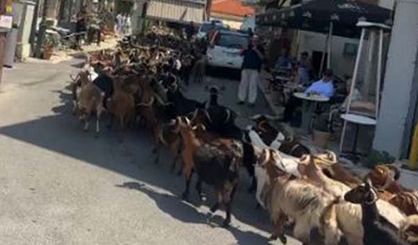 Η εικόνα που έγινε viral στη Δημητσάνα