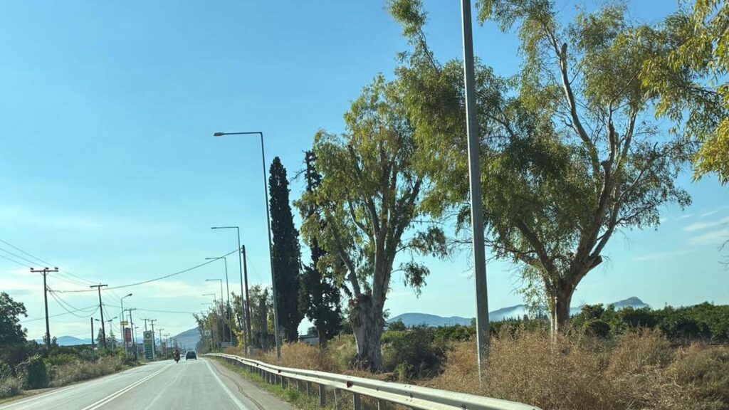 kopi dentron argos nafplio koutsopodi 1