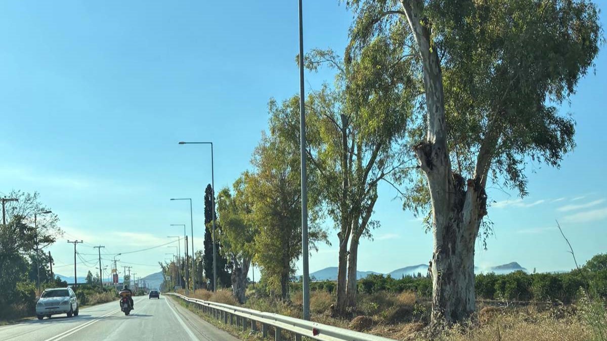 Κόβουν τα δέντρα στα επαρχιακά δίκτυα Άργους – Ναυπλίου και Άργους – Κουτσοποδίου 