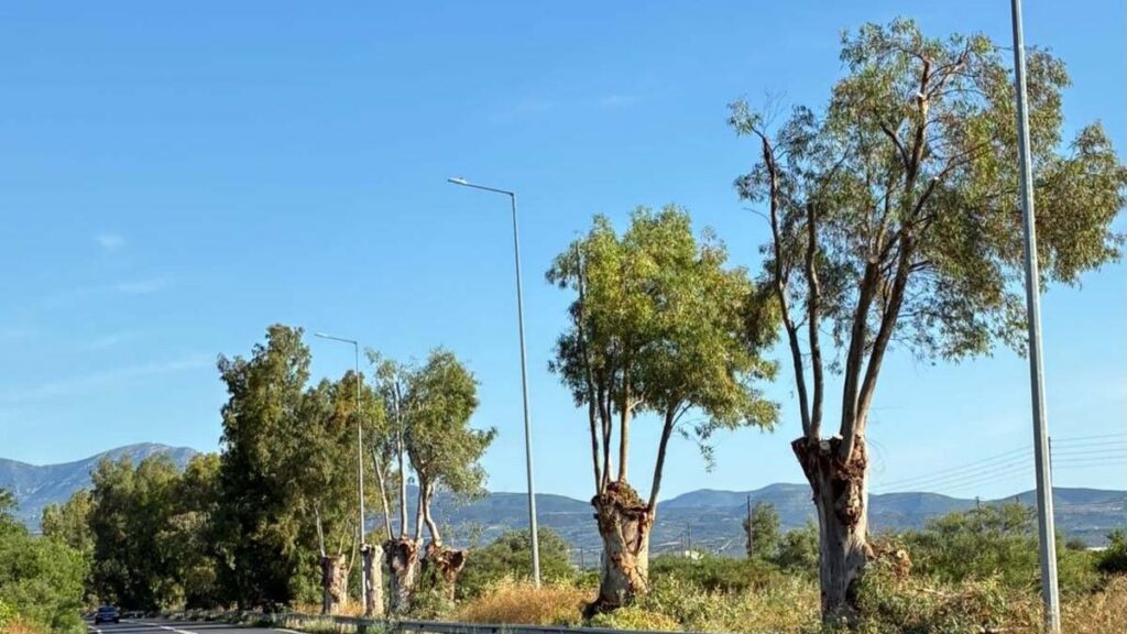 kopi dentron argos nafplio koutsopodi 3