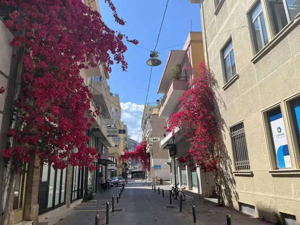 Βουκαμβίλιες στο Άργος