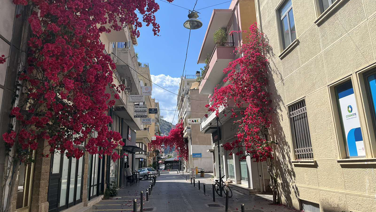 Το Άργος ανθίζει… με Ναυπλιώτικο στυλ – Βουκαμβίλιες χωρίς σύνορα