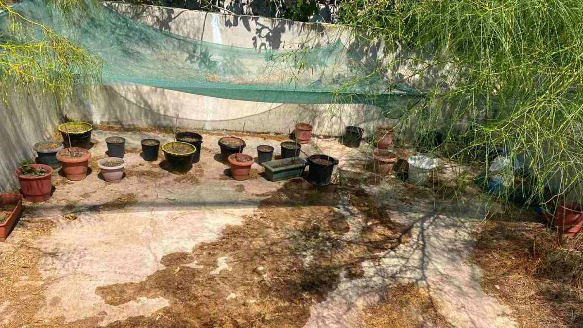 Πάνω από μισό κίλο κάνναβης στα χέρια της Διώξης Ναρκωτικών Καλαμάτας