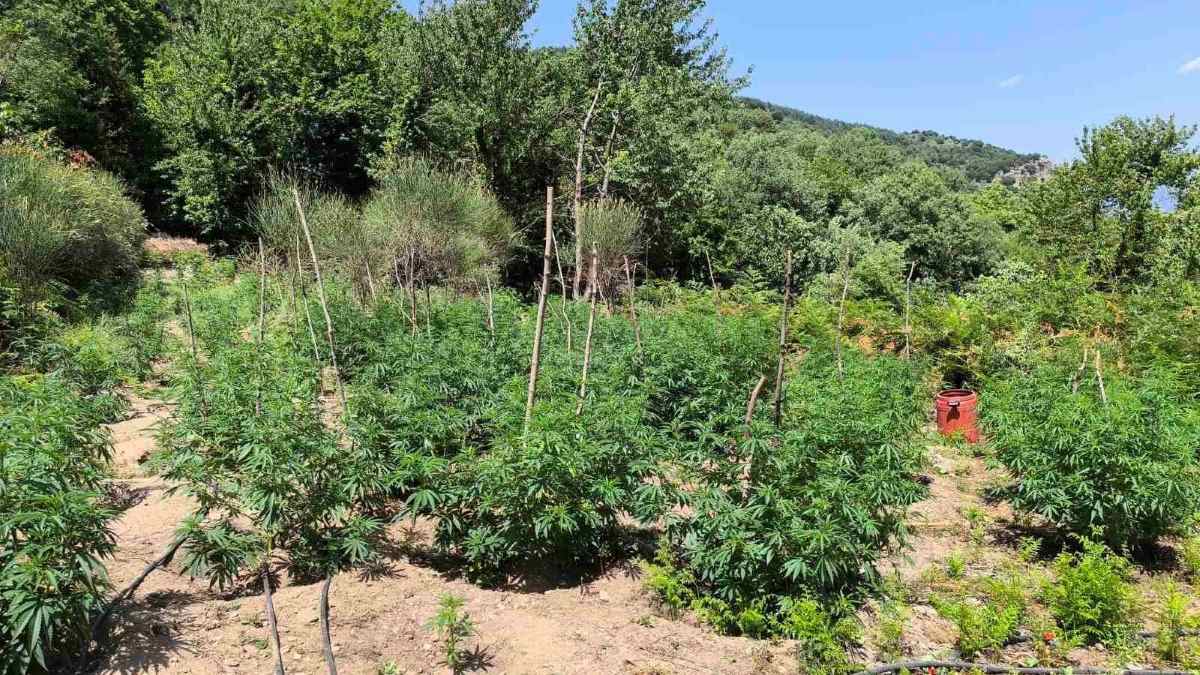 Φυτεία 1.828 δενδρυλλίων κάνναβης εντοπίσθηκε στη Λακωνία