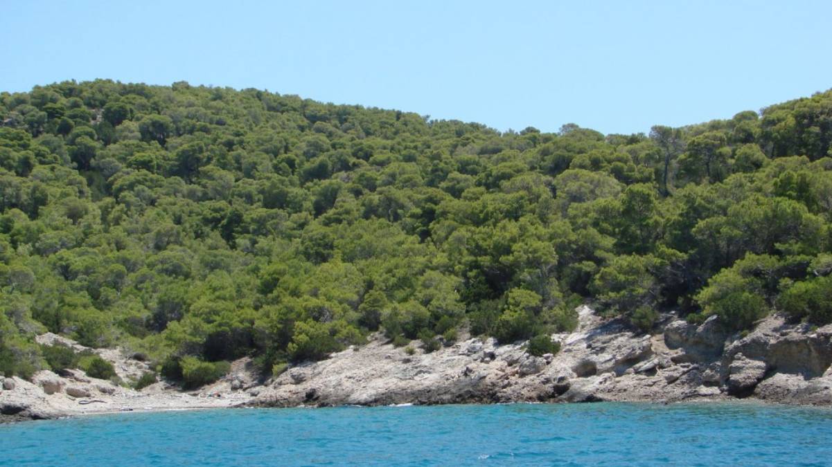 Απειλείται το Δάσος Κορακιάς στην Ερμιονίδα –  Απόπειρα εκποίησης και οικοδόμησης σε αναδασωτέα περιοχή προκαλεί αντιδράσεις