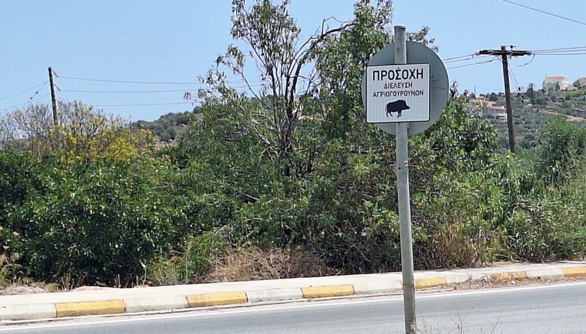 Πρώτες πινακίδες για αγριογούρουνα στην Πελοπόννησο – Σήμα κινδύνου στον κόμβο Αγίας Ελεούσας στο Ναύπλιο