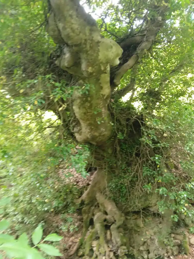 Πλάτανος Σίταινας
