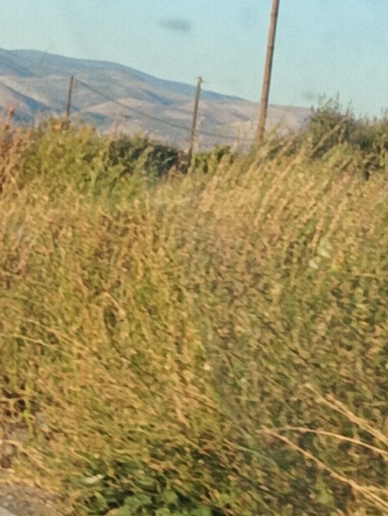 Χορτάρια Περιφερειακός Άργους