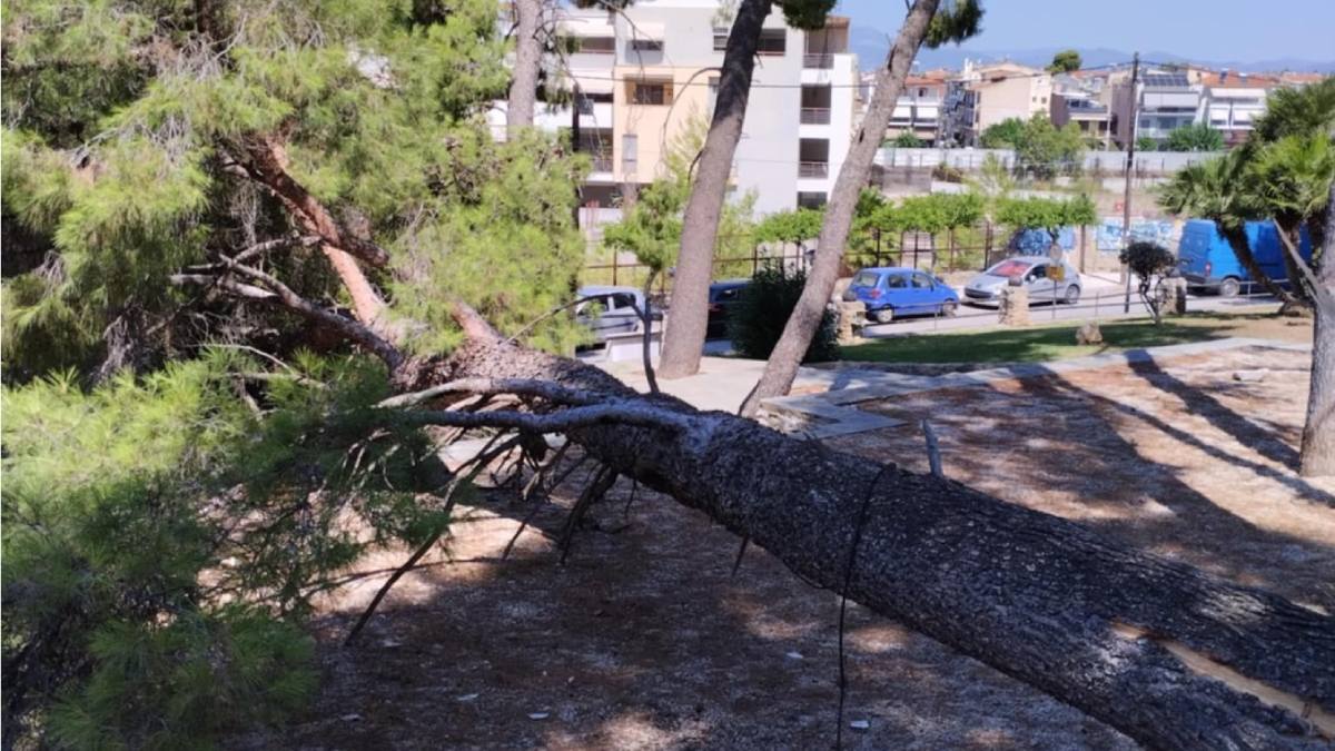 Απομακρύνθηκε το πεύκο που έπεσε στο Λιοντάρι – Σοβαρός κίνδυνος και για τα άλλα