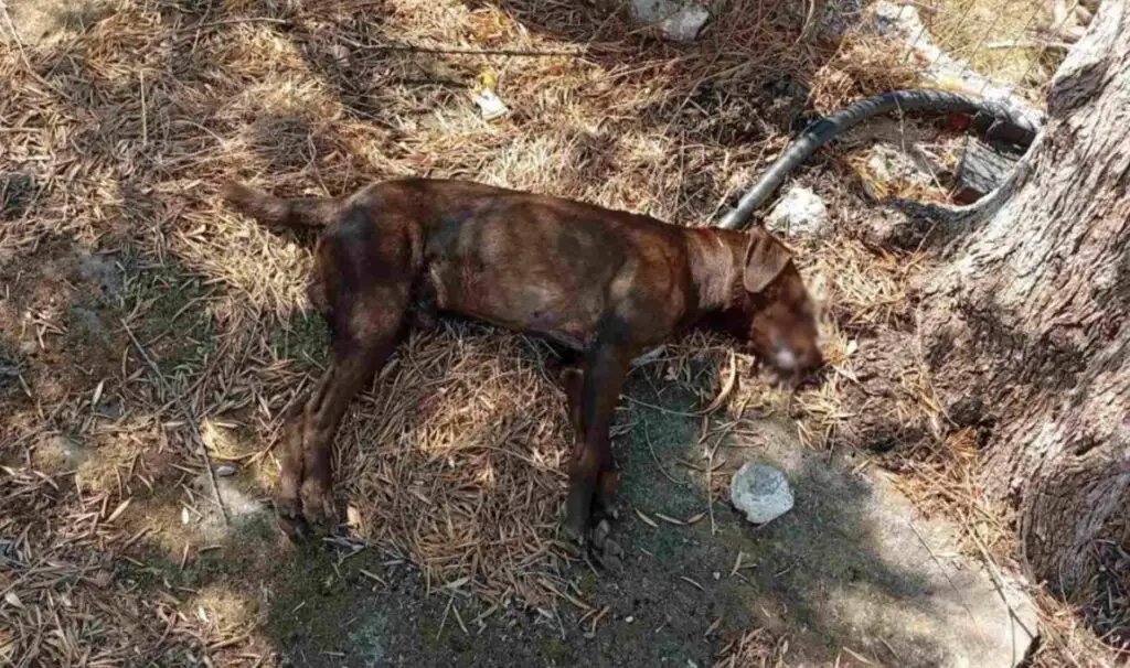 Φόλες στον Κότρωνα