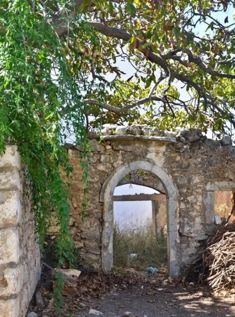 Κράσι πλάτανος Κρήτη