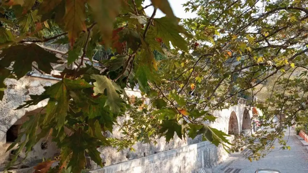 Κράσι πλάτανος Κρήτη