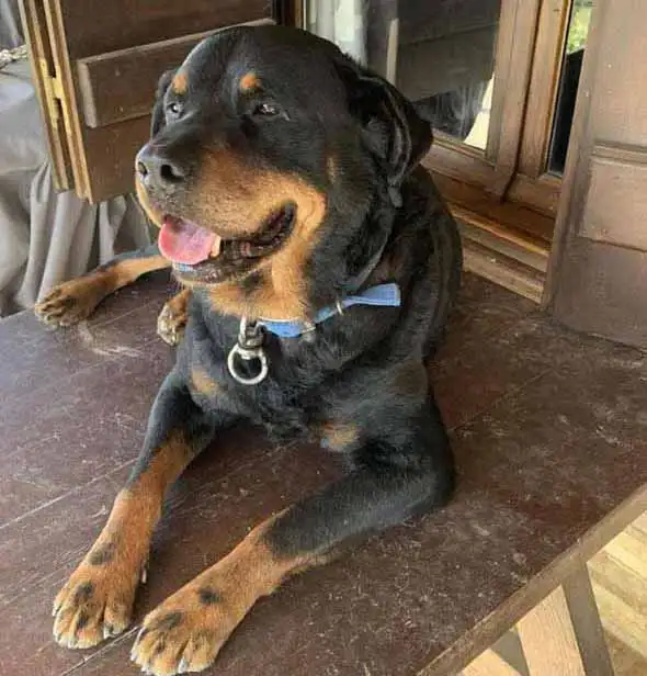 rottweiler