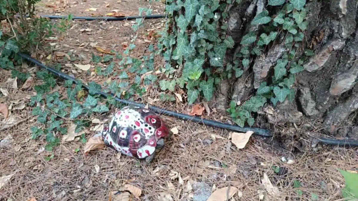 Κακοποίηση χελώνας στην Τρίπολη: Βρέθηκε με λαδομπογιές και λούστρο στο καβούκι της