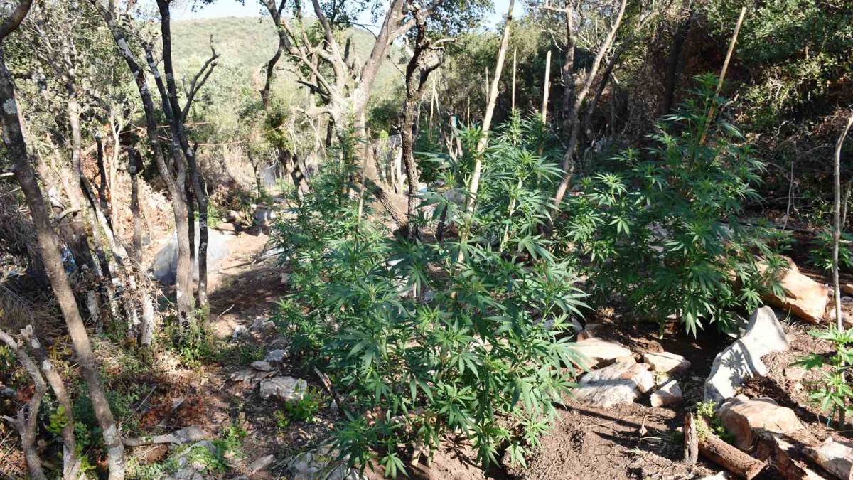 Φυτεία κάνναβης με 231 δενδρύλλια ξεριζώθηκε στη Μεσσηνία – Χειροπέδες σε 44χρονο