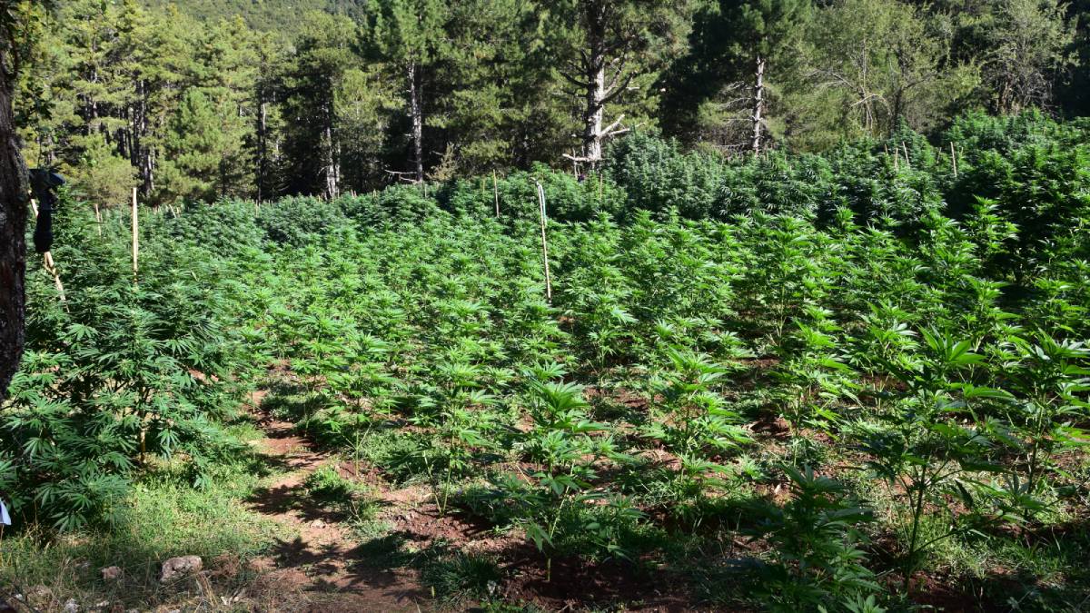 Πώς 60 αστυνομικοί παγιδεύτηκαν στη μεγαλύτερη χασισοφυτεία της Κορινθίας