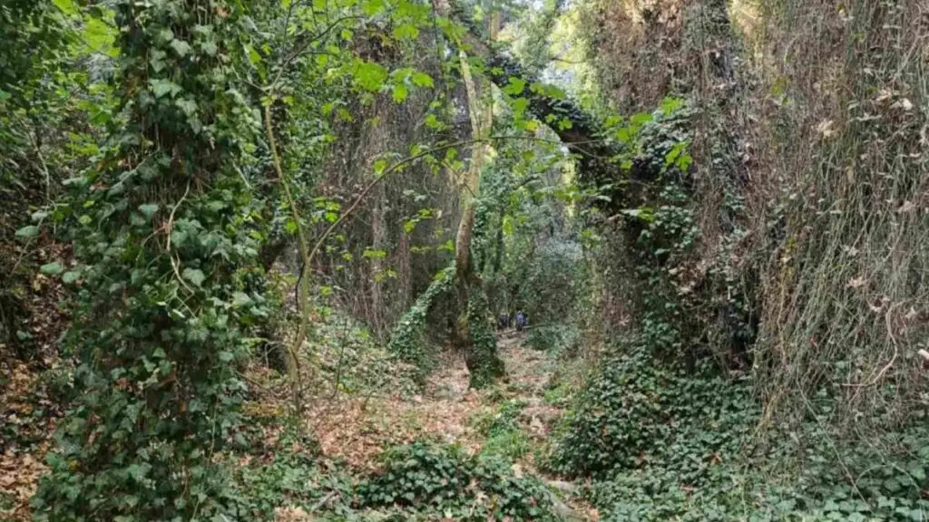 Σουηδικό Survivor στα Γιαννουλαίικα - Mästarnas Mästare Gianouleika