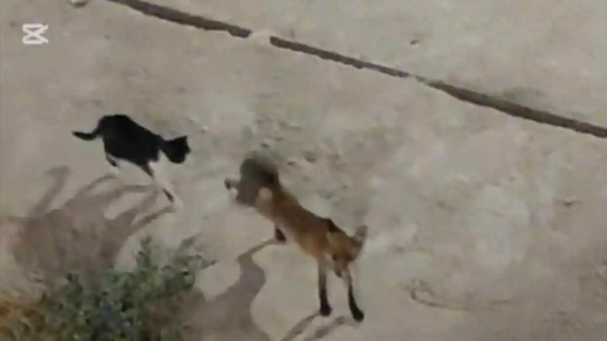 Κόρινθος: Γάτα απώθησε αλεπού με απίστευτο θάρρος – Viral το περιστατικό