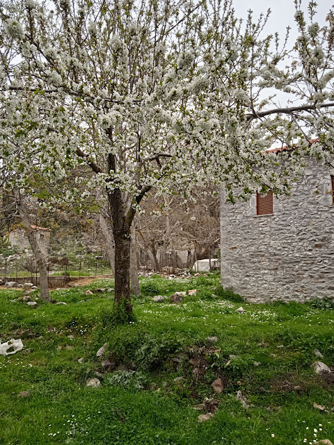 Ασουταινα και Μάλη