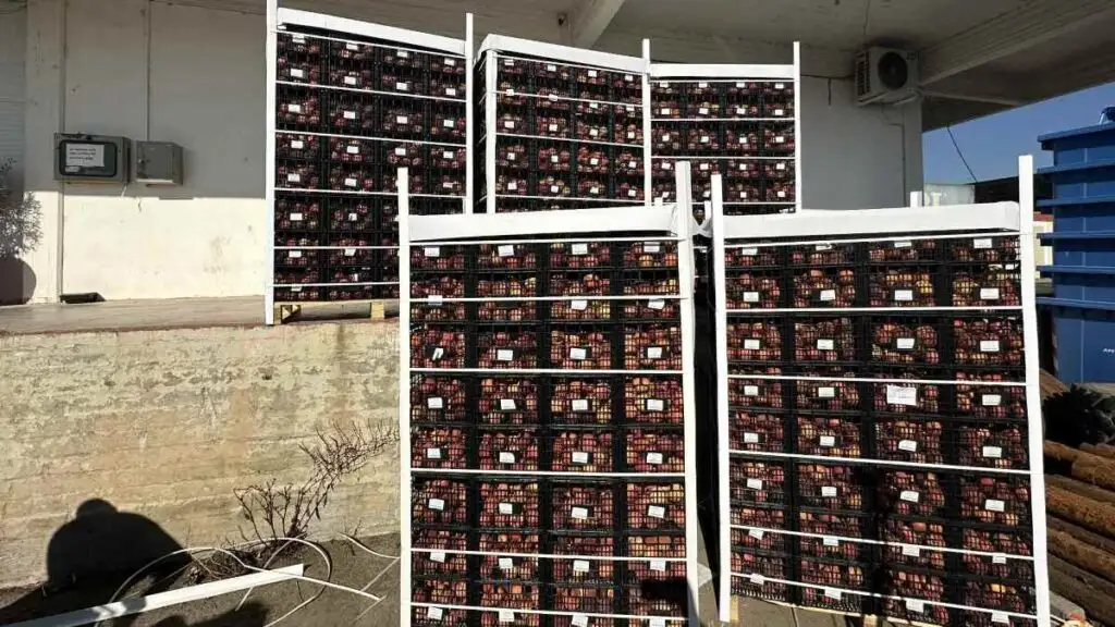 Μπαλέτες με ροδάκινα δήμος άργους μυκηνών