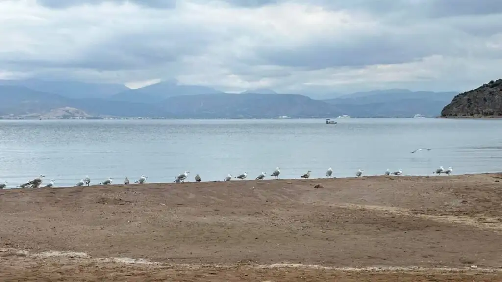 γλάροι Καραθώνα