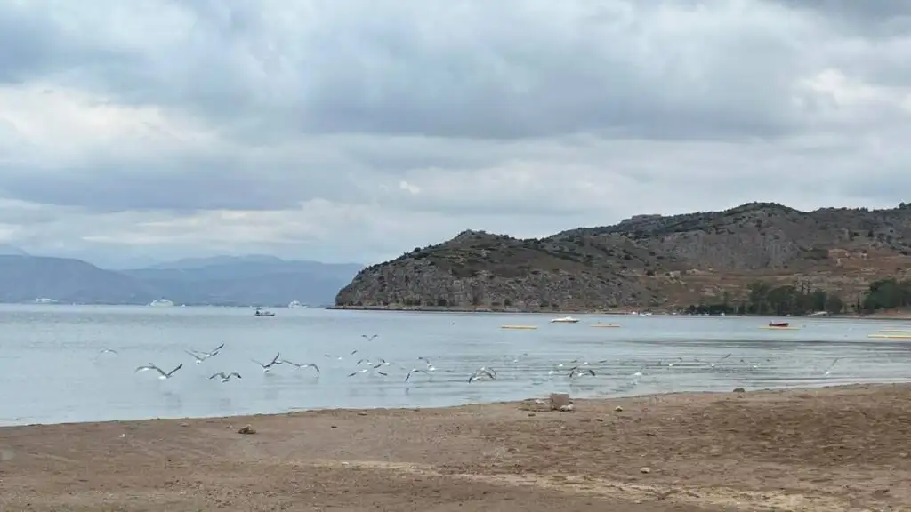 γλάροι Καραθώνα