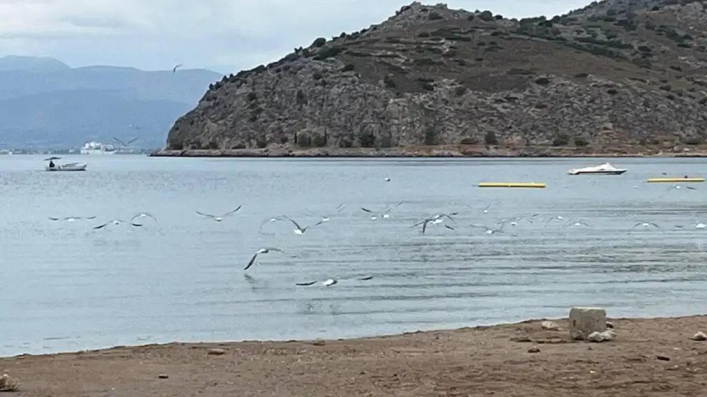 γλάροι Καραθώνα