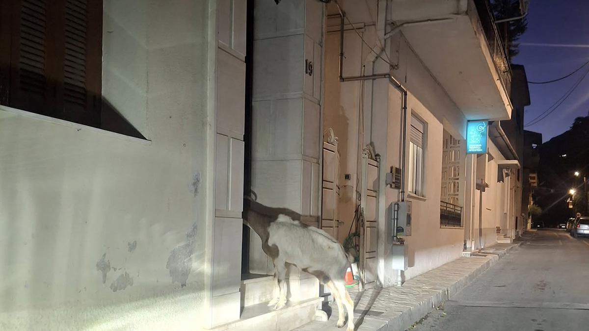 Τρίπολη: Η νυχτερινή περιπλάνηση μιας κατσίκας που ξάφνιασε τους κατοίκους