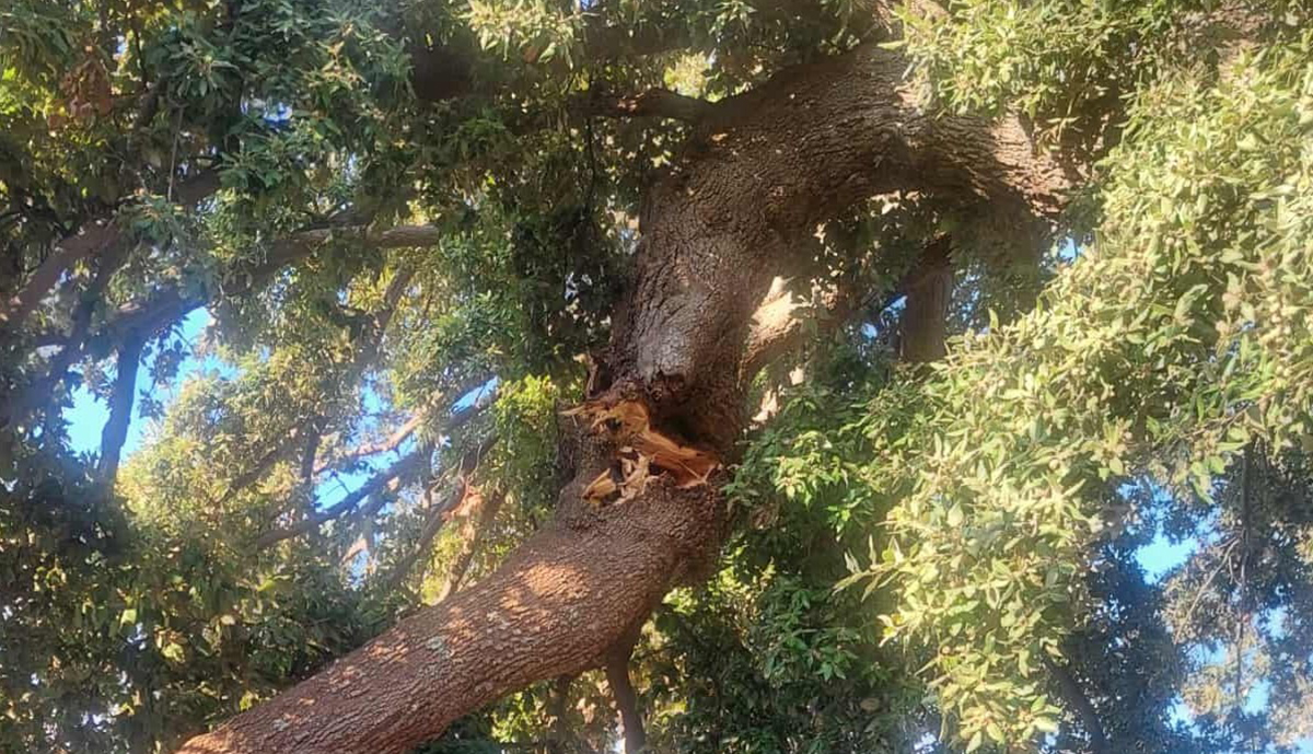 Μεσσηνία: Κατέρρευσε μέρος από την αιωνόβια Βελανιδιά της Επανάστασης
