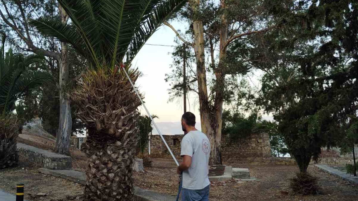 Ναύπλιο: Ξεκινάνε οι ψεκασμοί για το κόκκινο σκαθάρι στους φοίνικες