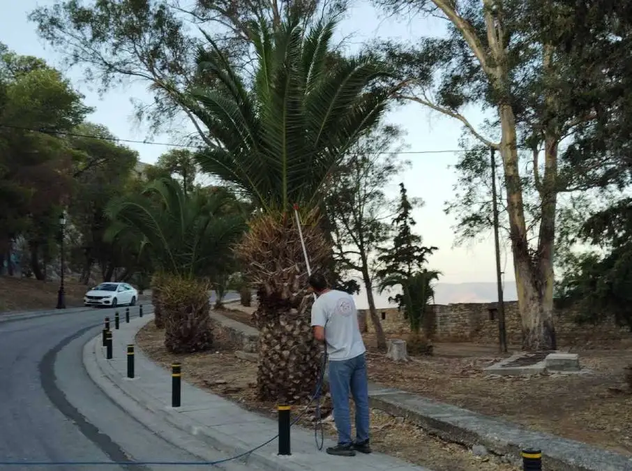 ράντισμα φοίνικες Ναύπλιο