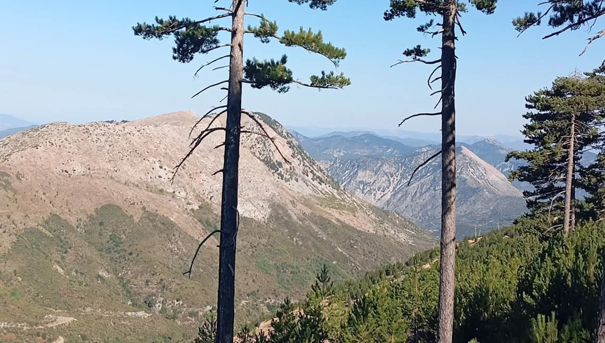 Ταΰγετος: Φθινοπωρινή  δράση για το δάσος και τη ζωή στο βουνό
