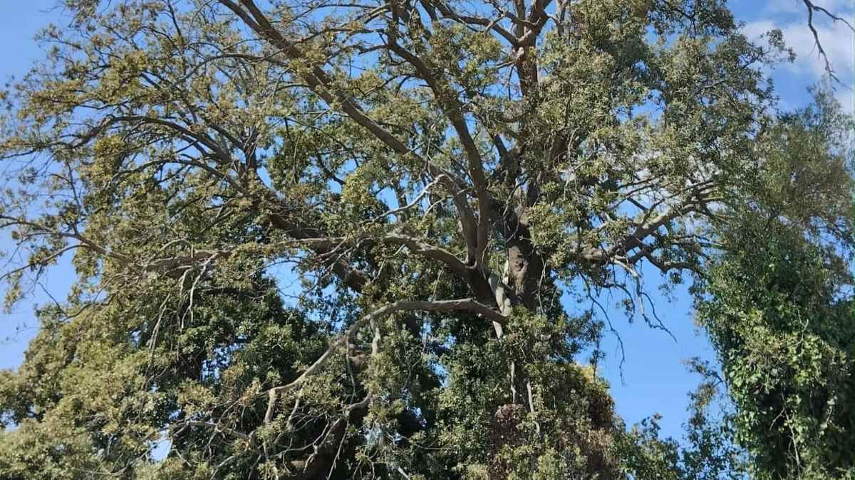Η μνημειώδης βελανιδιά των Αμπελοκήπων σε κίνδυνο