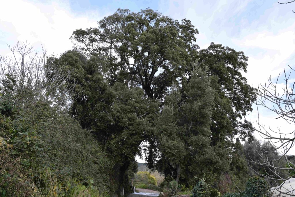 Βελανιδιά 2018