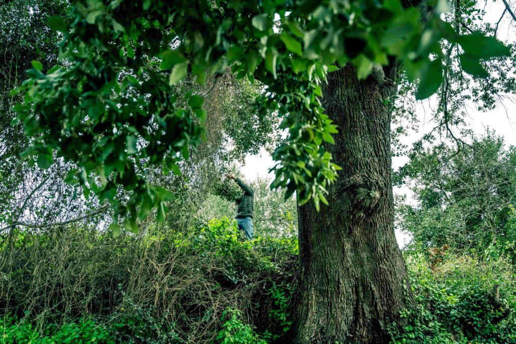 Κοπή κλαδιών (στεφανι ελευθερίας), Μάρτιος 2021