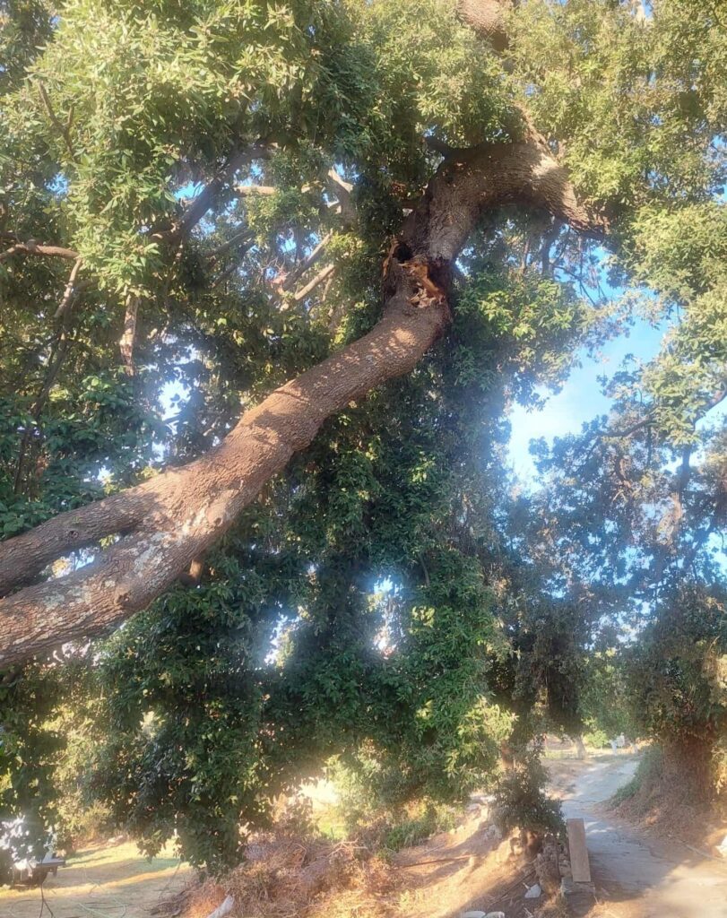 Πτώση κορμού Βελανιδιάς 1