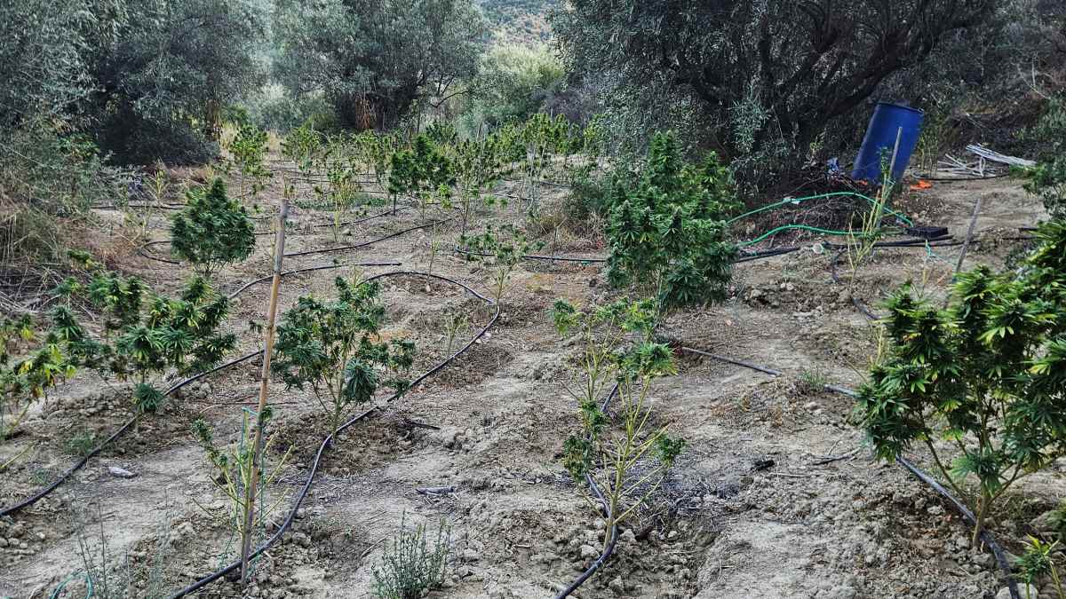 Φυτεία 120 δενδρυλλίων κάνναβης εντοπίστηκε στην Κορινθία