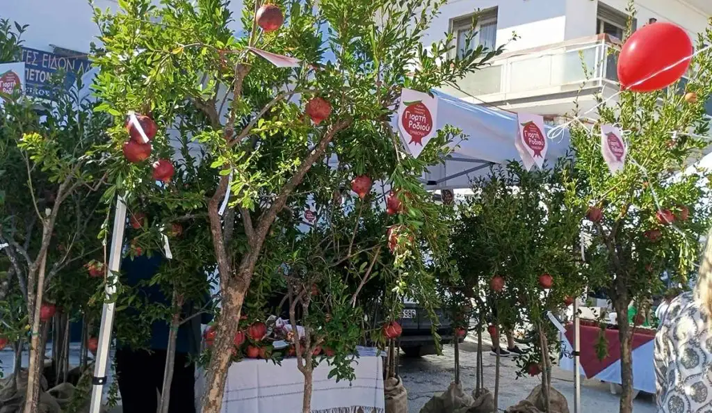 14η Γιορτή Ροδιού την Ερμιόνη
