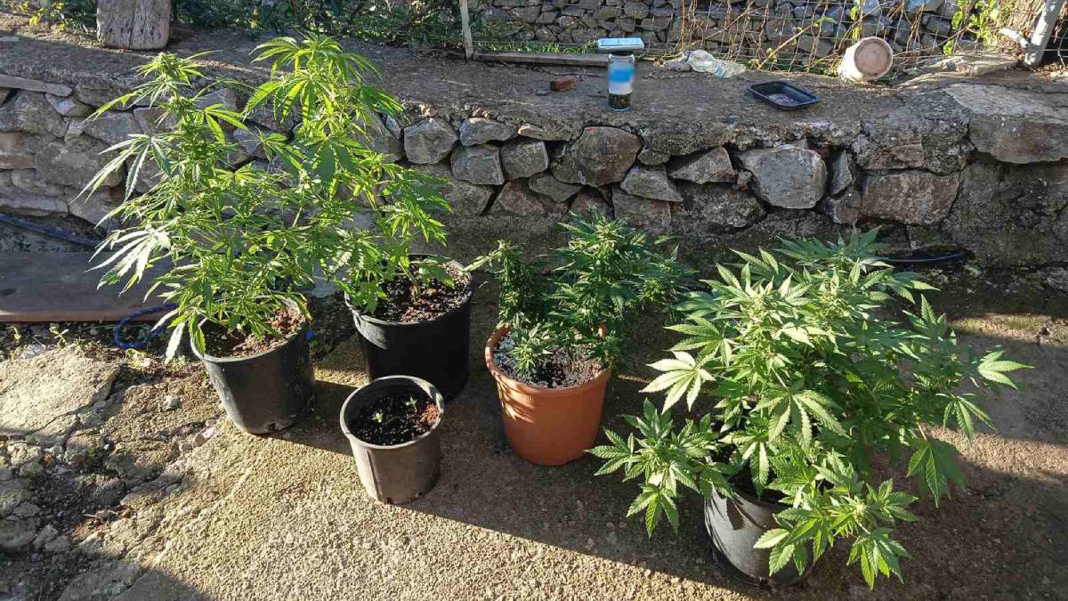 Δυτική Μάνη: Καλλιεργούσε 5 φυτά κάνναβης και τον τσίμπησαν