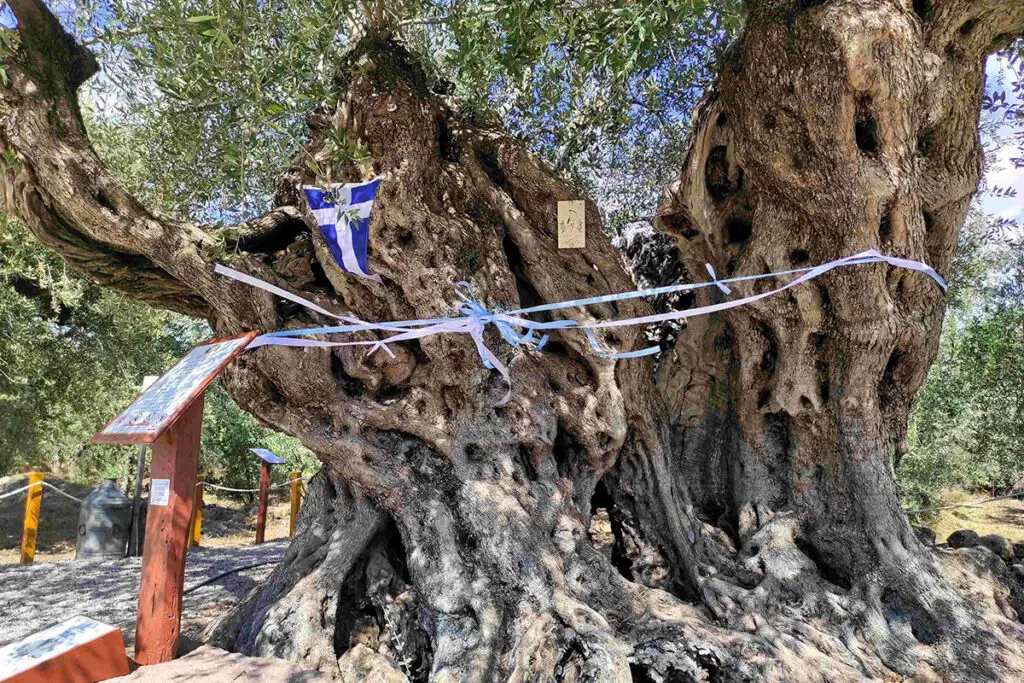 5. ΤΑΙΝΙΩΣΗ ΕΛΙΑΣ
