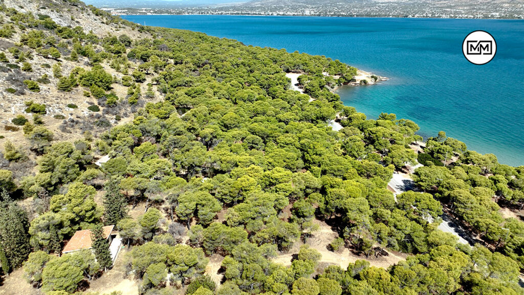 Δάσος Φανερωμένης στη Σαλαμίνα