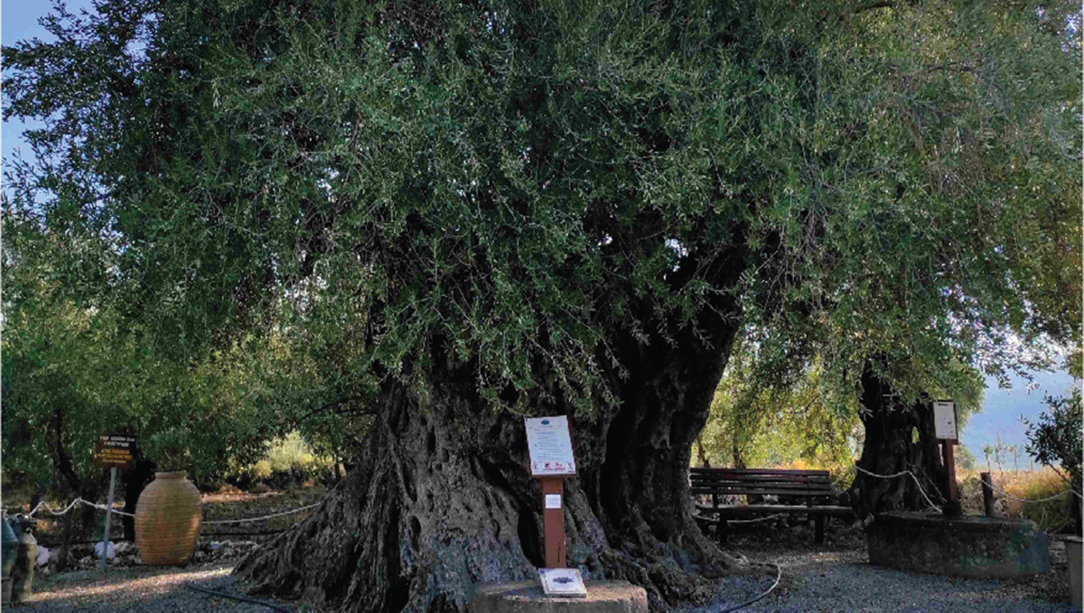 Αποκαλυπτήρια για τη γηραιότερη ελιά της Πελοποννήσου