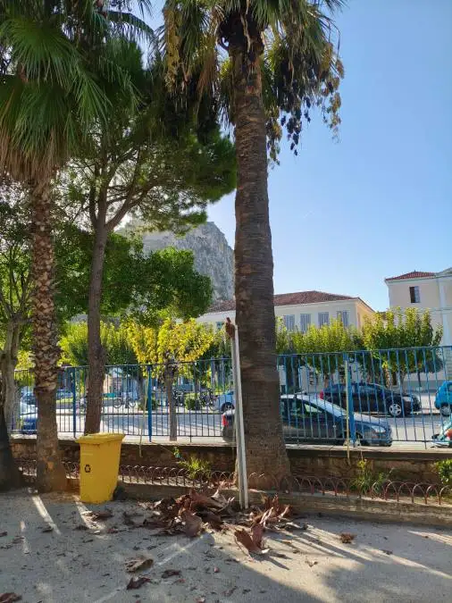 φοίνικες Ναύπλιο